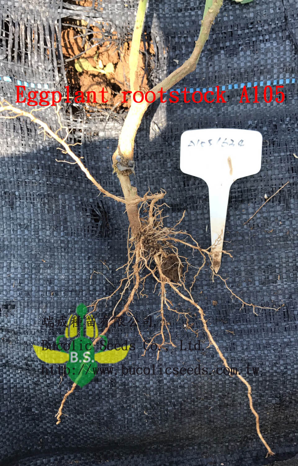 N瑞成茄子砧木 A105